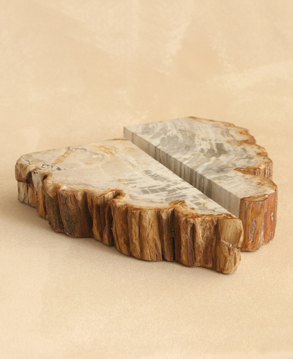 Petrified Wood Bookends in White - Bookends