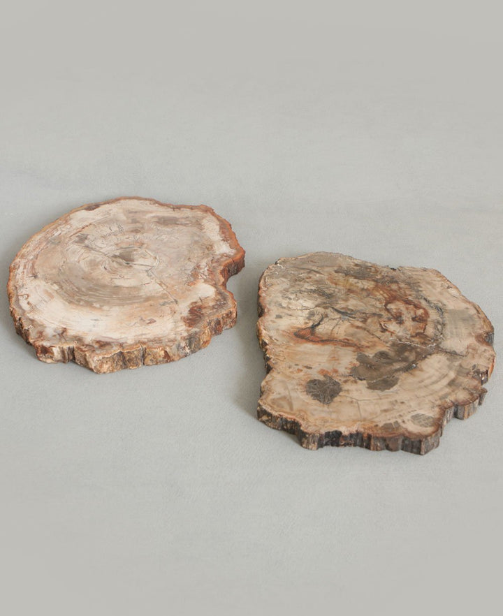 Petrified Wood Decorative Trivet - Decor